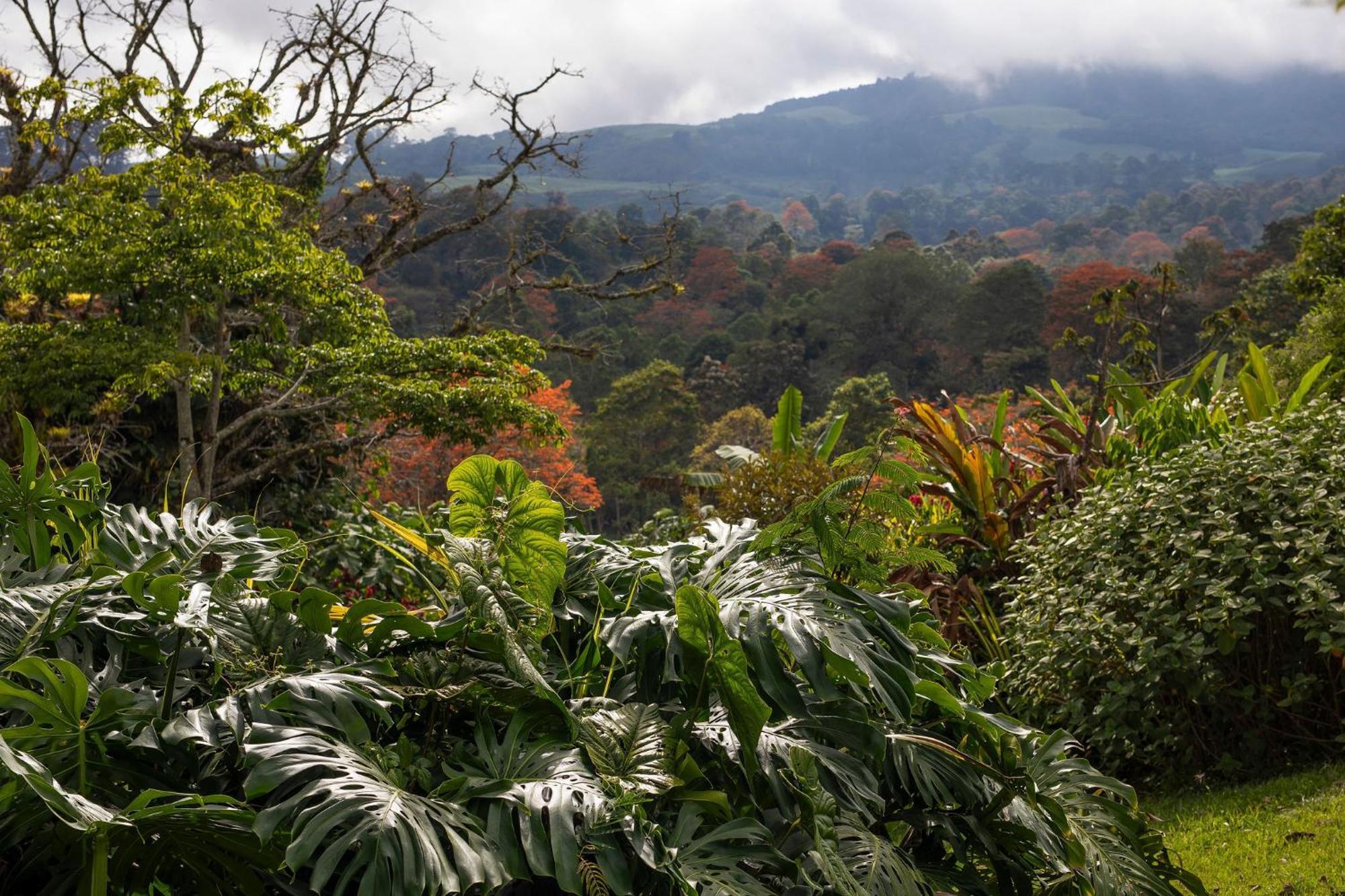 Aquiares Coffee Farm Casa Hacienda La Esperanza Bed & Breakfast Turrialba Luaran gambar